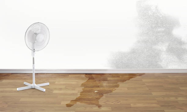 Best Basement water damage restoration  in De Motte, IN