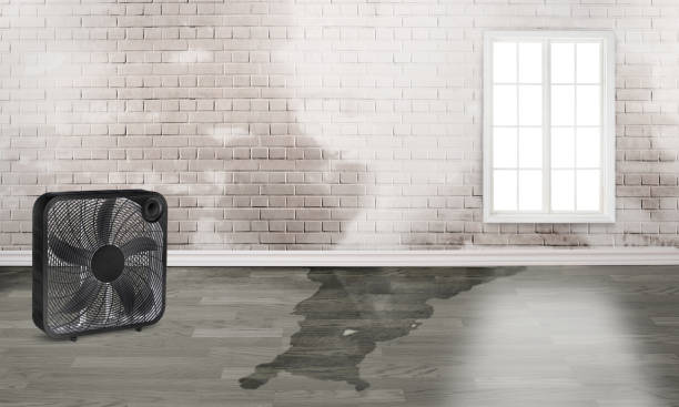 Best 24/7 water damage repair  in De Motte, IN